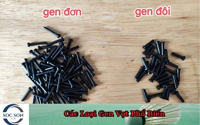 Các Loại Gen Vợt Phổ Biến