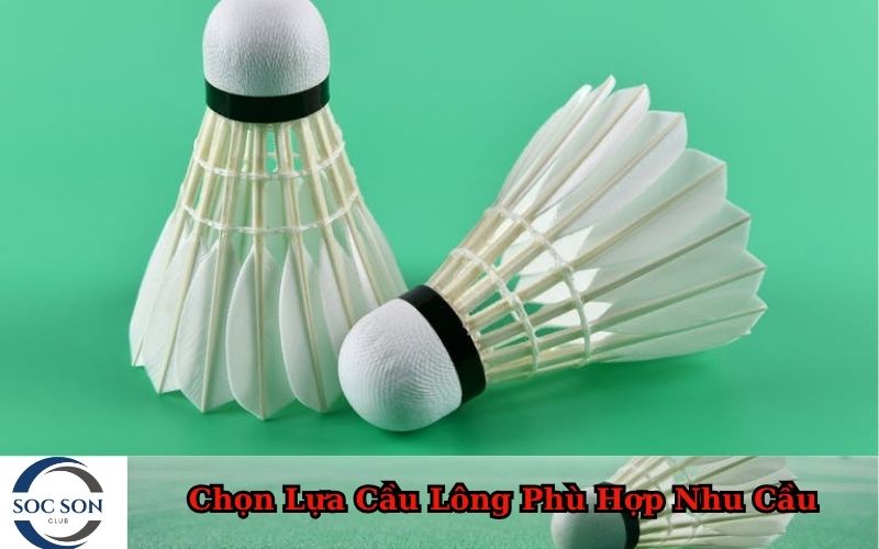 Chọn Lựa Cầu Lông Phù Hợp Nhu Cầu