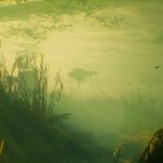 Săn cá mập titan trong chiến trường đại dương Bí quyết chiến thắng đỉnh cao