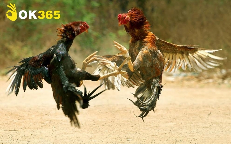 Các tiêu chí đánh giá sức khỏe và phong độ của sinh vật cảnh trong thi đấu