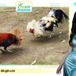 Đá gà đòn và đá gà cựa: Sự khác biệt về triết lý và lối chơi.