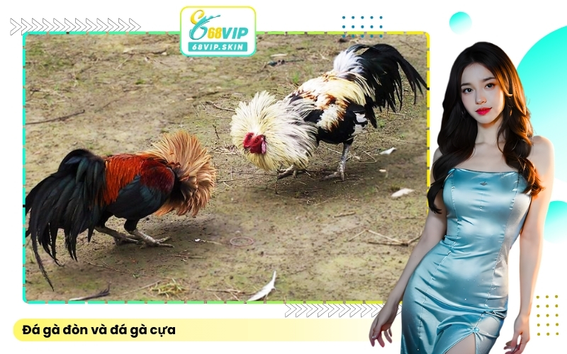 Đá gà đòn và đá gà cựa