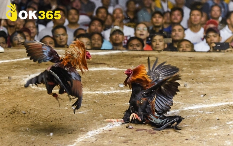 Huấn luyện và duy trì phong độ thi đấu