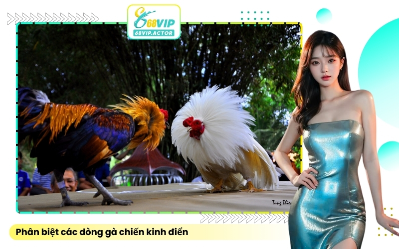 Phân biệt các dòng gà chiến kinh điển